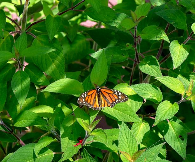 A monarch butterfly rests on green leaves amid dense shrubbery, its orange wings with black veins standing out vividly.