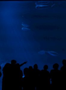People silhouetted against a blue aquarium tank, watching large fish glide by in the dim light.