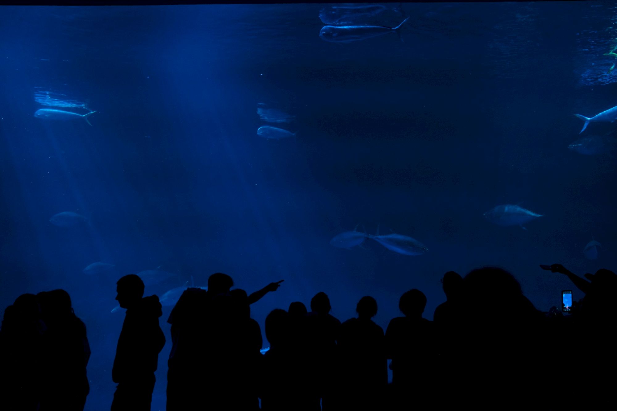 People silhouetted in front of a large blue aquarium tank, watching fish swim by underwater silhouettes.