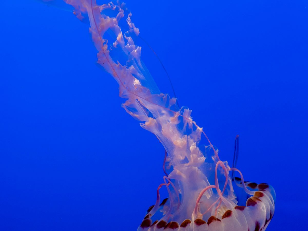 A jellyfish with a wide, toothy grin-like pattern drifts through deep blue water, trailing a wispy, pale pinkish tentacle plume.