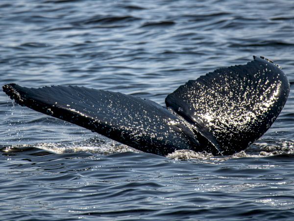 A whale tail (a fluke) rising from the ocean, spraying water as it dives, with a dark, textured tail.