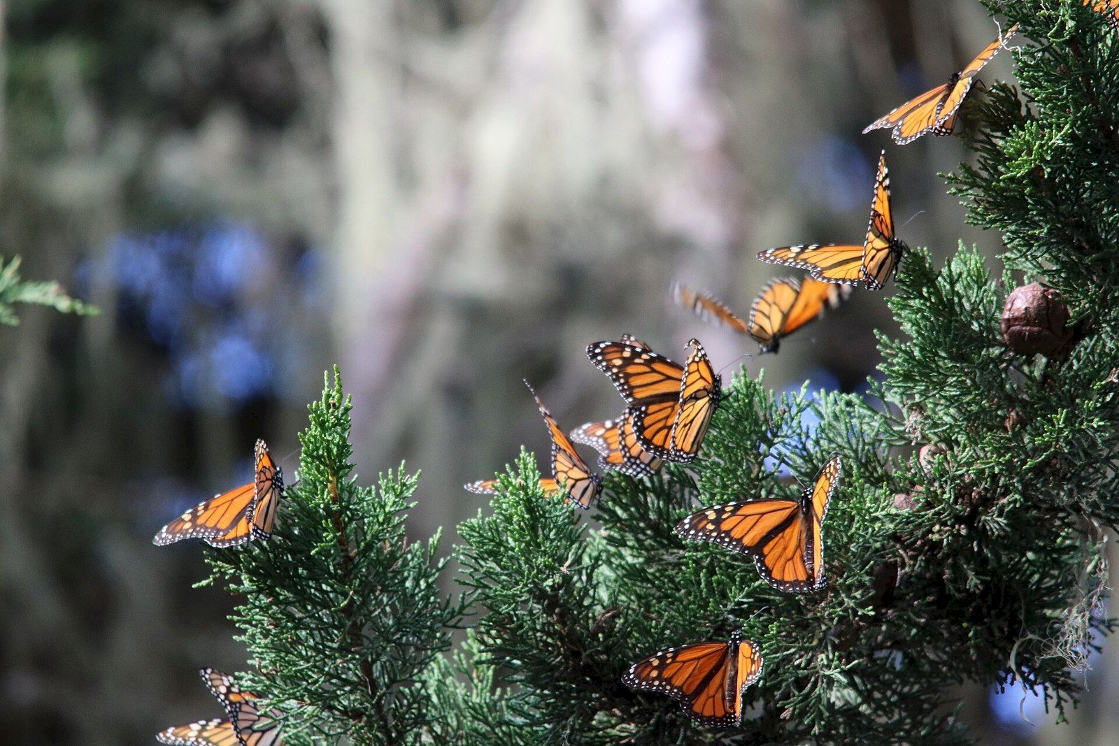 Clusters of monarch butterflies hanging in a tree in Pacific Grove