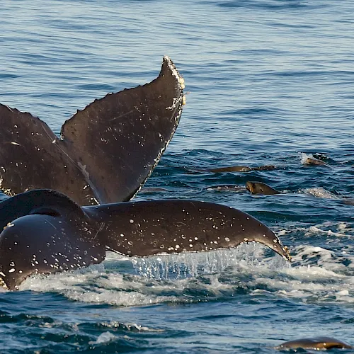 Two humpback whales surfacing in Monterey Bay