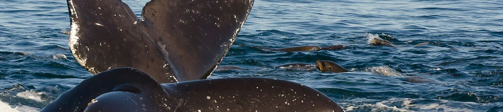 Two humpback whales surfacing in Monterey Bay